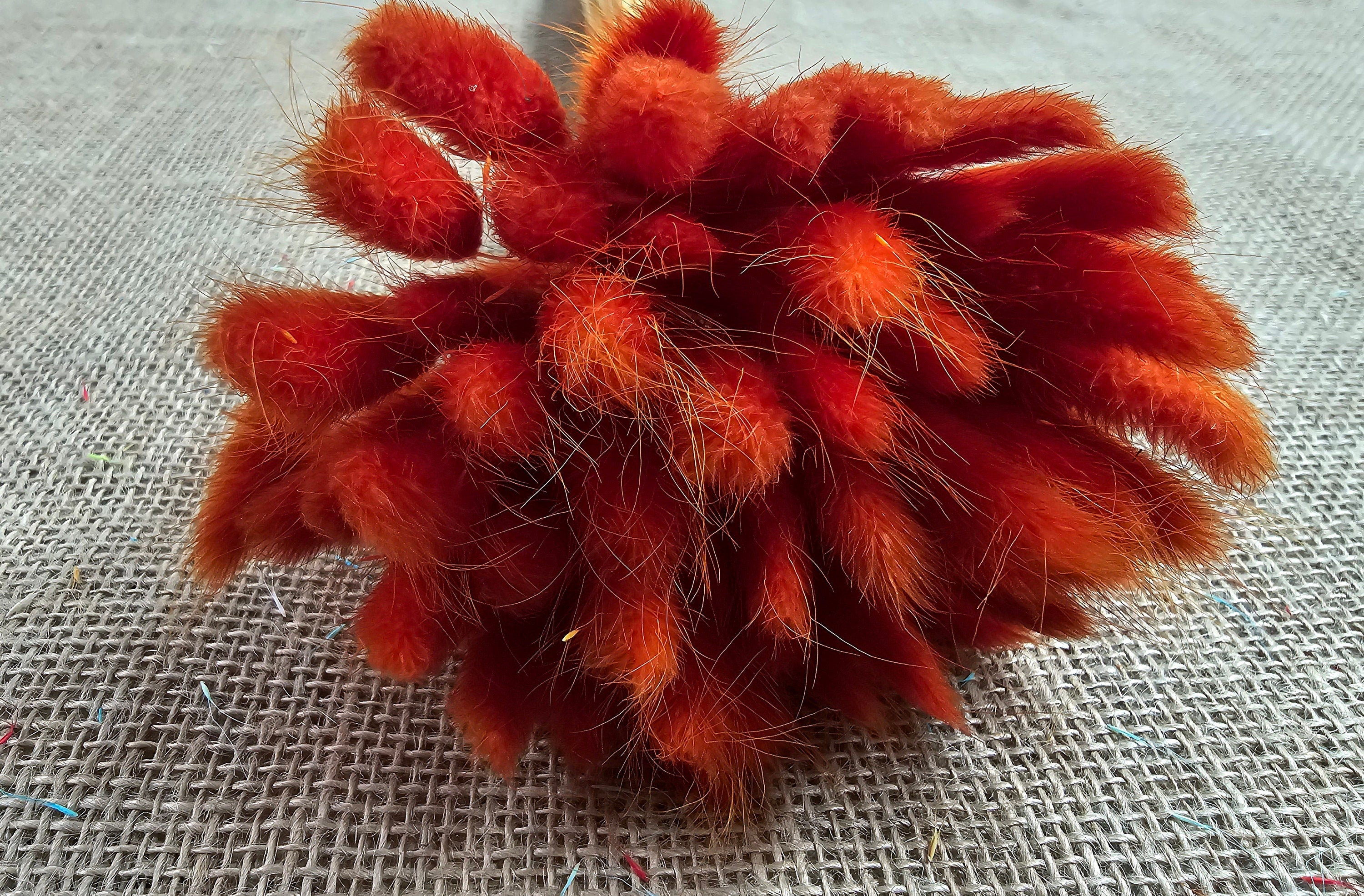 50-55 Stems Dried Bunny Tail Grass: Boho Wedding Decor